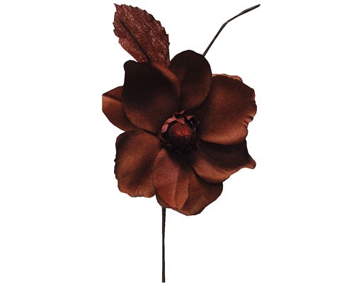 Helleborus, bruin