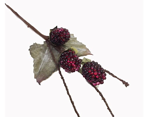 blackberry bordeau