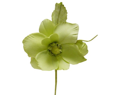 Helleborus, lichtgroen 