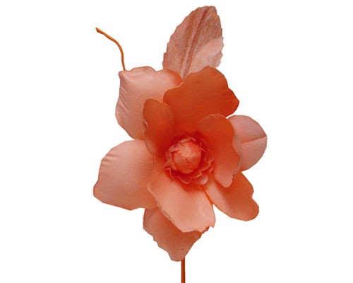 Helleborus, zalm