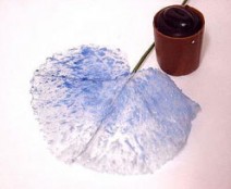 Pearly leaf