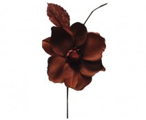 Helleborus, bruin