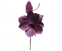 Helleborus, lila