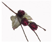 blackberry bordeau