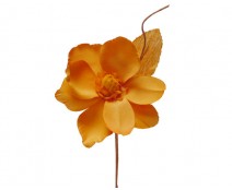 Helleborus, curry