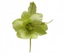 Helleborus, lichtgroen 