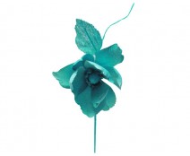 Helleborus, scuba 